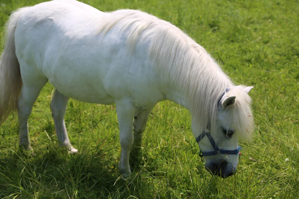 Gospodarstwo Agroturystyczne Stary Mlyn Wilczkowice ミハウォビツェ エクステリア 写真