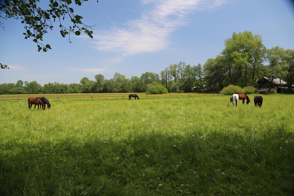 Gospodarstwo Agroturystyczne Stary Mlyn Wilczkowice ミハウォビツェ エクステリア 写真